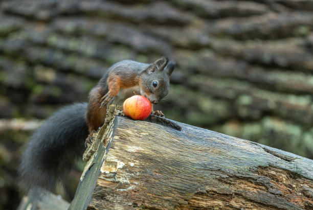 小松鼠的苹果