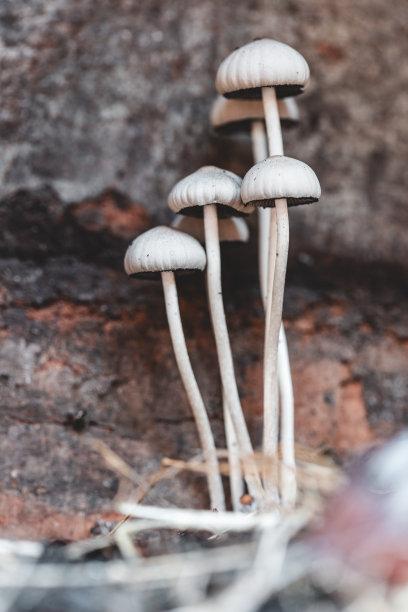 蘑菇花灯