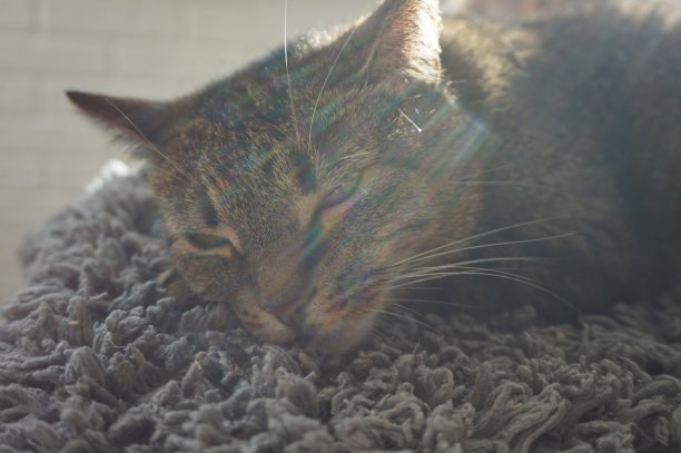 阳光下睡觉的猫