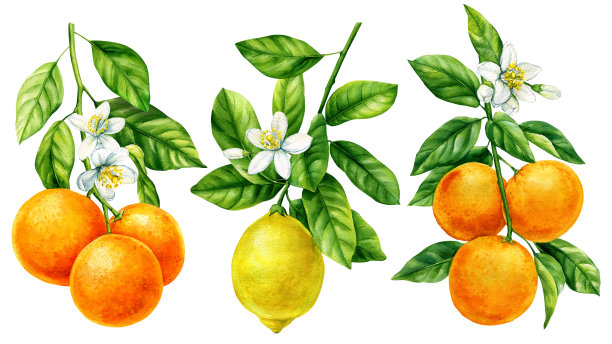 橘子农产品包装设计