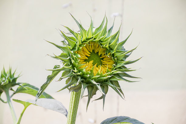 新年花坛