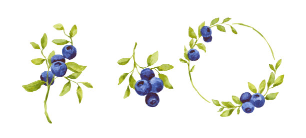 蓝莓吃货卡