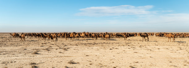 内蒙古群牛
