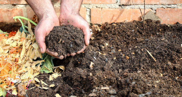 堆肥,菜园,栽培植物