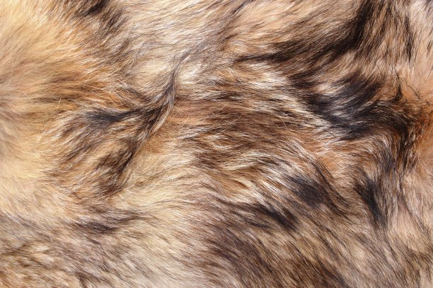 动物毛皮材质背景高清图片