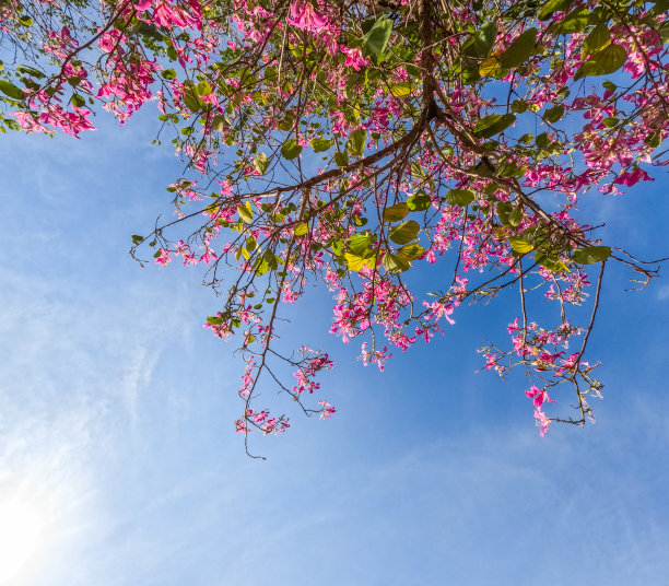 满树的樱花高清图