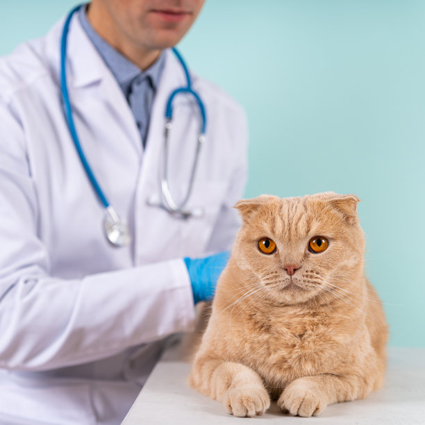 兽医为小猫做检查