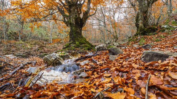 秋色流水生态环境
