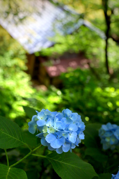 淡蓝色绣球花特写