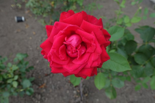 重瓣红玫瑰花