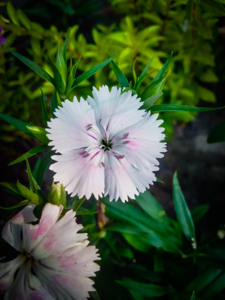 中国白粉色石竹花