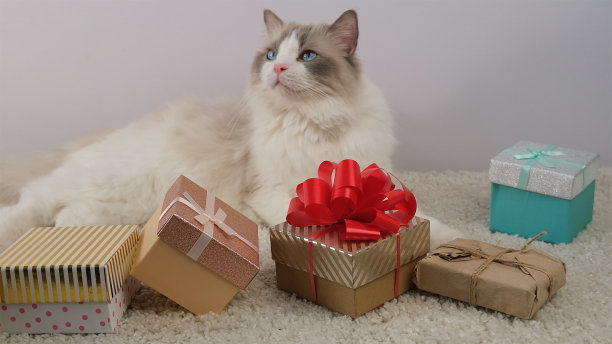 小猫,纯种猫,包装纸