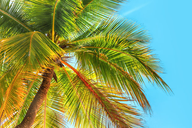 海南沙滩椰树风景