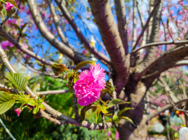 香港樱花