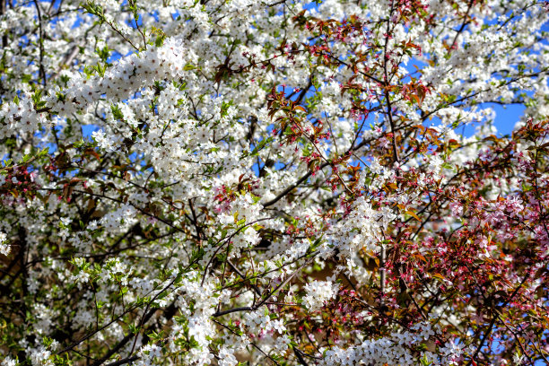 满树的樱花高清图