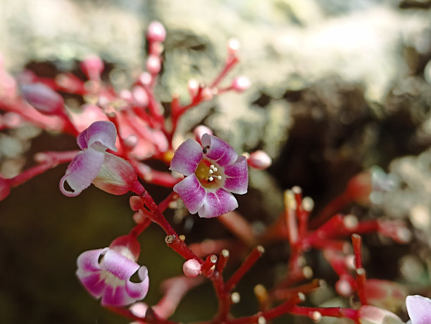 杨桃花开