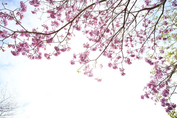 香港樱花