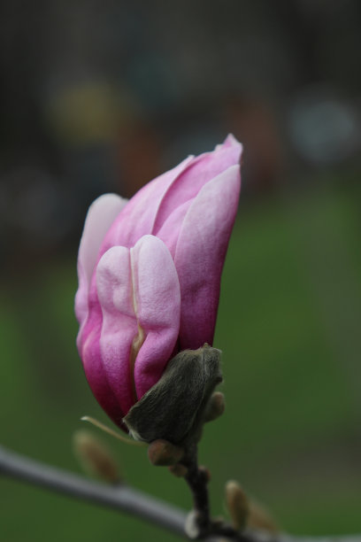紫玉兰高清摄影