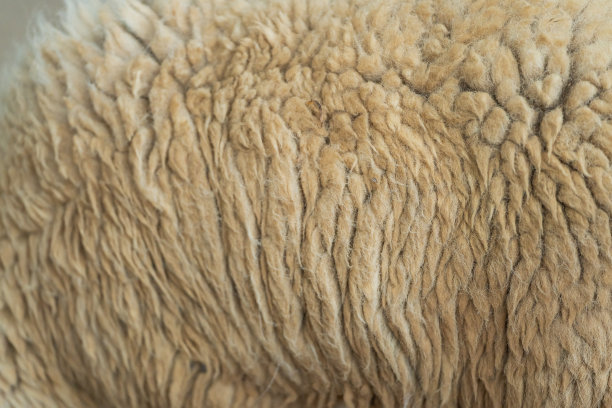 毛绒绒,动物皮,羊皮