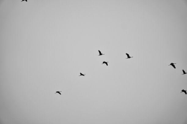 一群黑天鹤