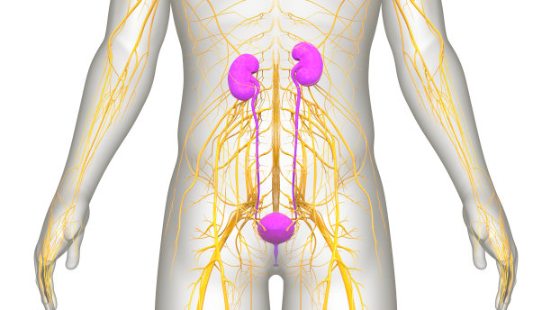 泌尿系统,输尿管,肾脏