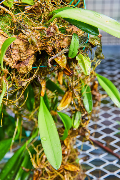 错综树根