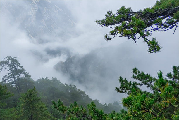 华山松林,山峰,绝壁