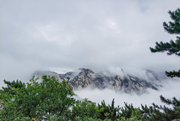 华山松林,山峰,绝壁