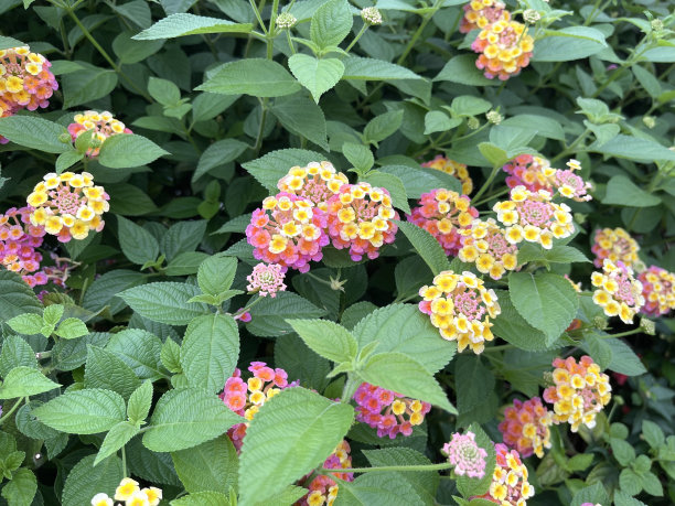 鲜花盛开,花簇,花头