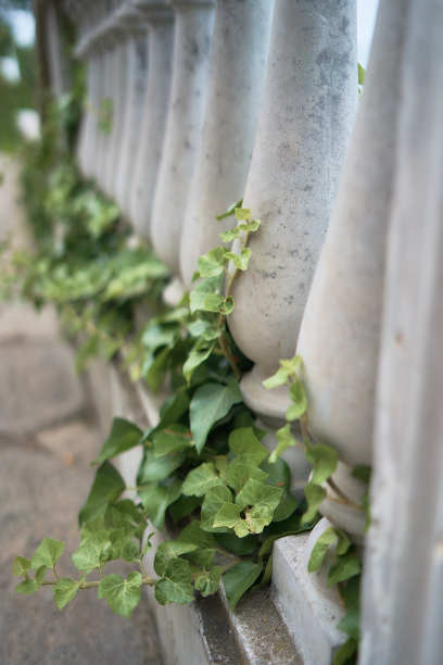 阳台植物架