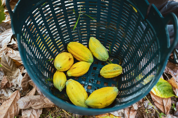 黄豆荚高清图