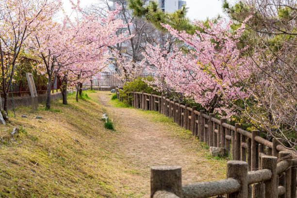 樱花堡