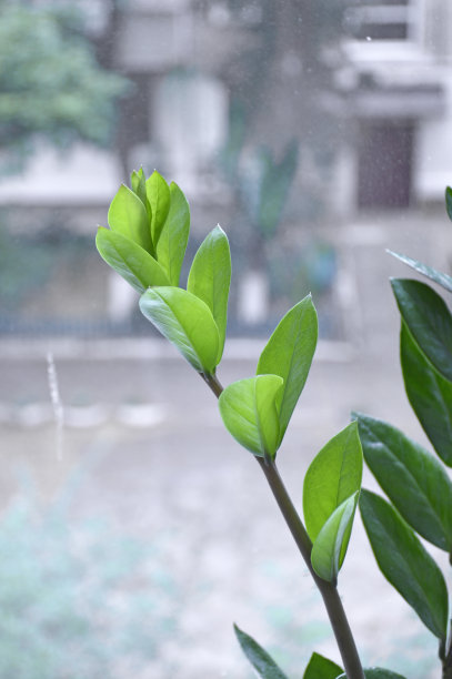 植物图案装修植物学