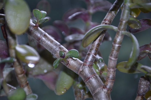 植物图案装修植物学