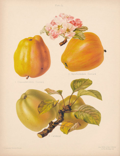 苹果海报美味水果