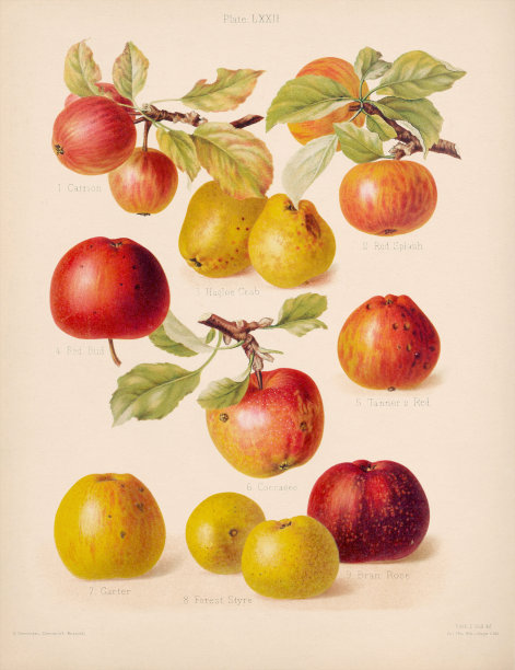 苹果海报美味水果