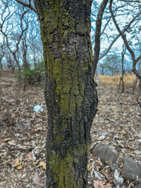 树叶大树枝木材