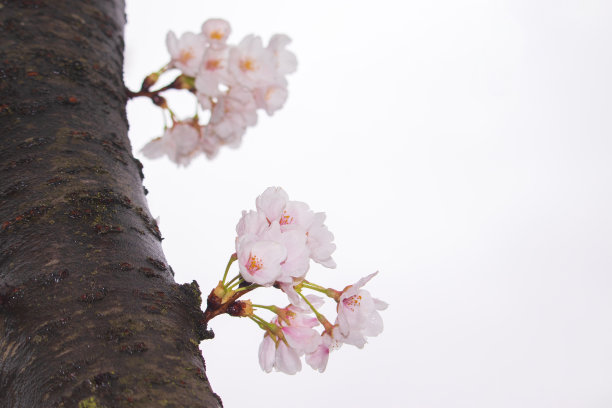 樱花花苞枝头雨中雨水