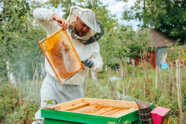Beekeeper,仅一个中年男人,30岁到34岁