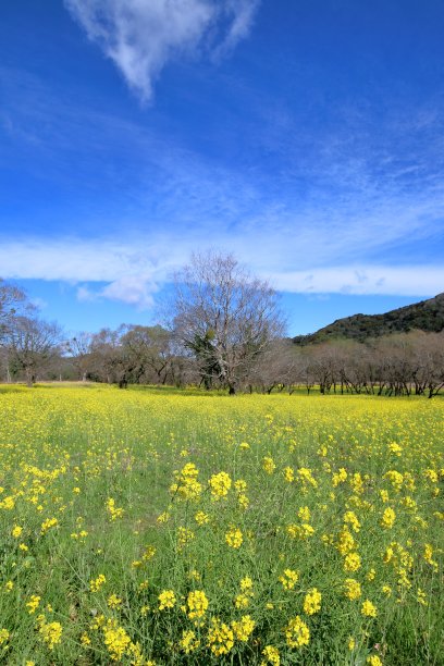 杨柳与油菜花