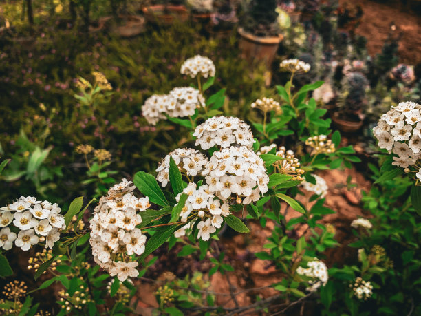 大棚樱花