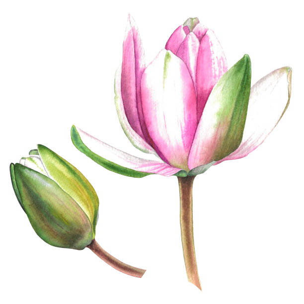 粉色荷花花卉元素插画