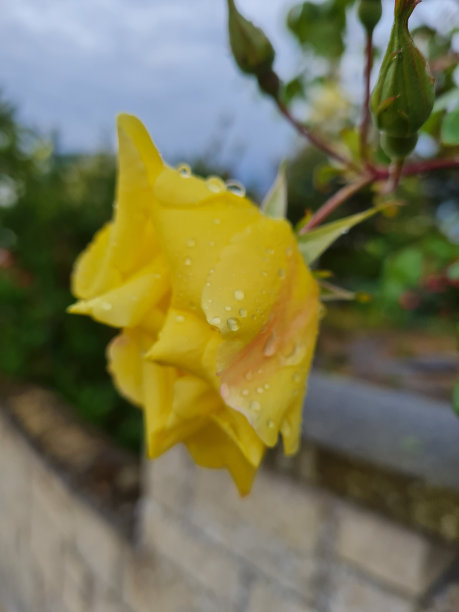 玫瑰雨点摄影图片