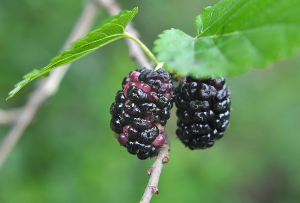新鲜黑莓桑葚高清特写