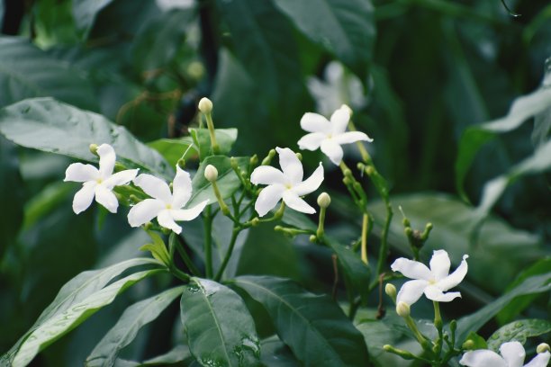 重瓣茉莉