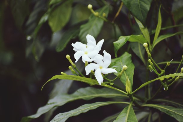 重瓣茉莉