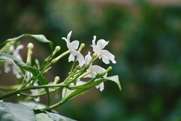 重瓣茉莉