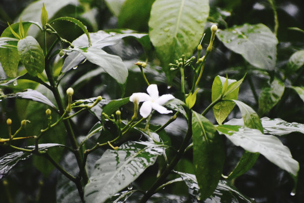 重瓣茉莉