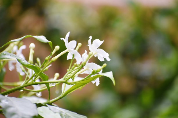 重瓣茉莉