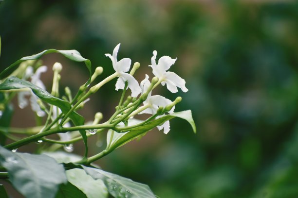 重瓣茉莉